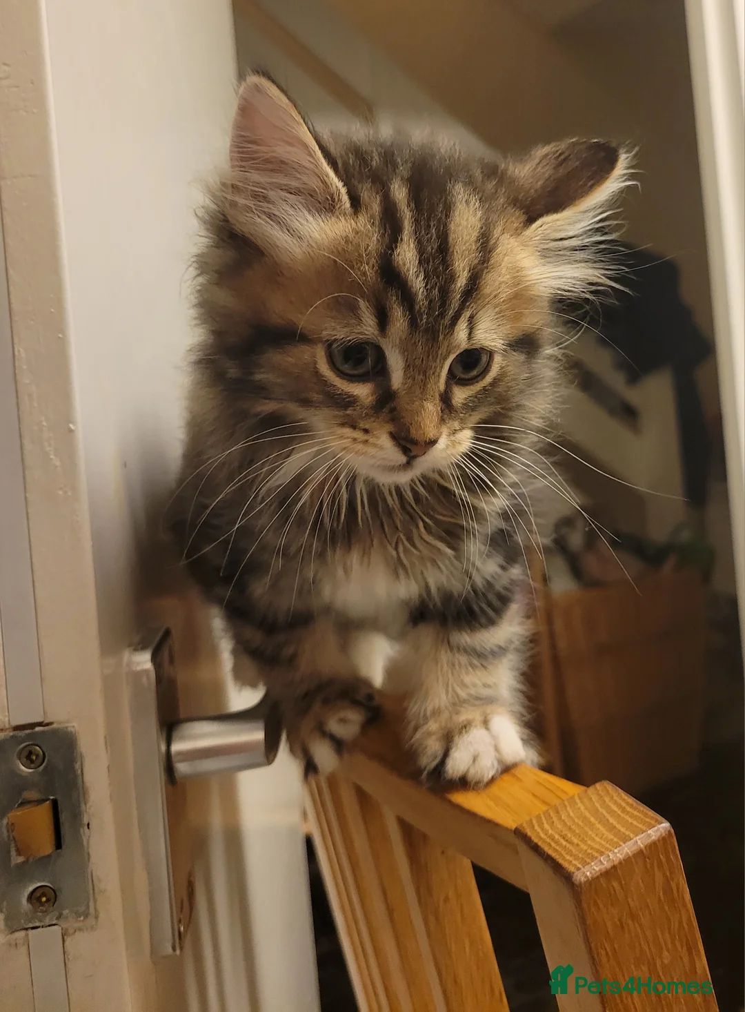 Mixed Breed cats for sale: Only one girl left - Advert 1