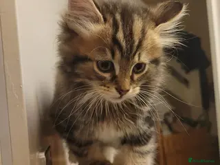 Mixed Breed cats Only one girl left - Advert 1