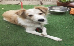 Mixed Breed dogs for adoption: 😎Zuko😎 for adoption, fostered in DONCASTER - Image 1