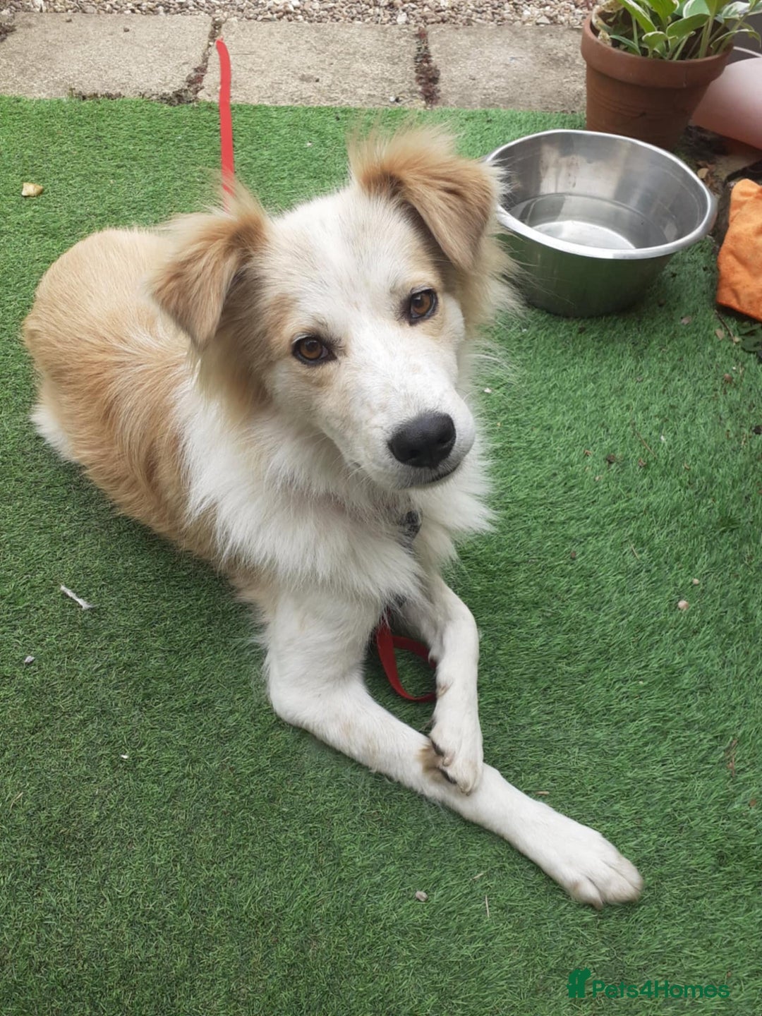 Mixed Breed dogs for adoption: 😎Zuko😎 for adoption, fostered in DONCASTER - Image 1