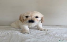Golden Retriever dogs for sale: Fluffy Cream & Gold Golden Retriever Puppies - Image 31
