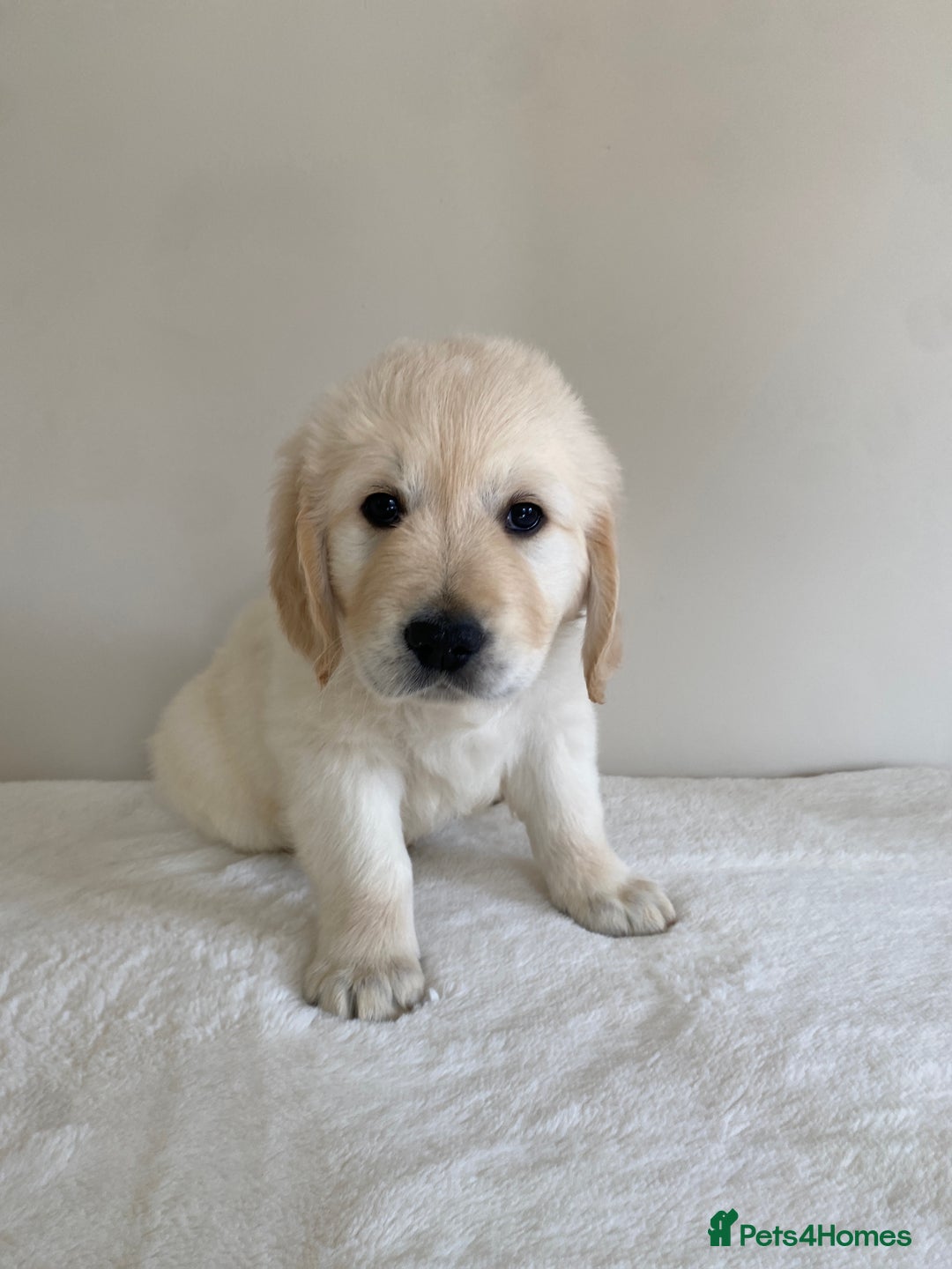 Golden Retriever dogs for sale: Fluffy Cream & Gold Golden Retriever Puppies - Image 31