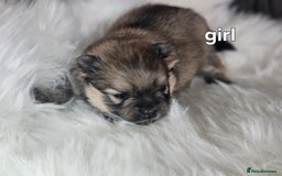 Pomeranian dogs for sale: 4 beautifull pomeranian puppies  - Advert 21