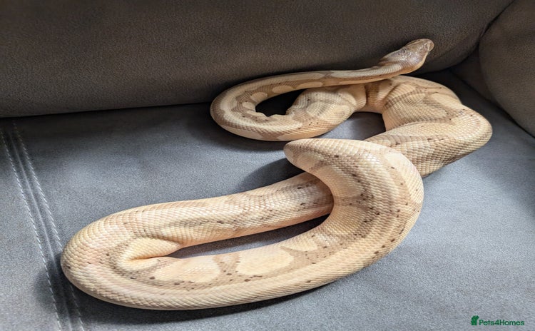 Python Snake reptiles - Advert 3
