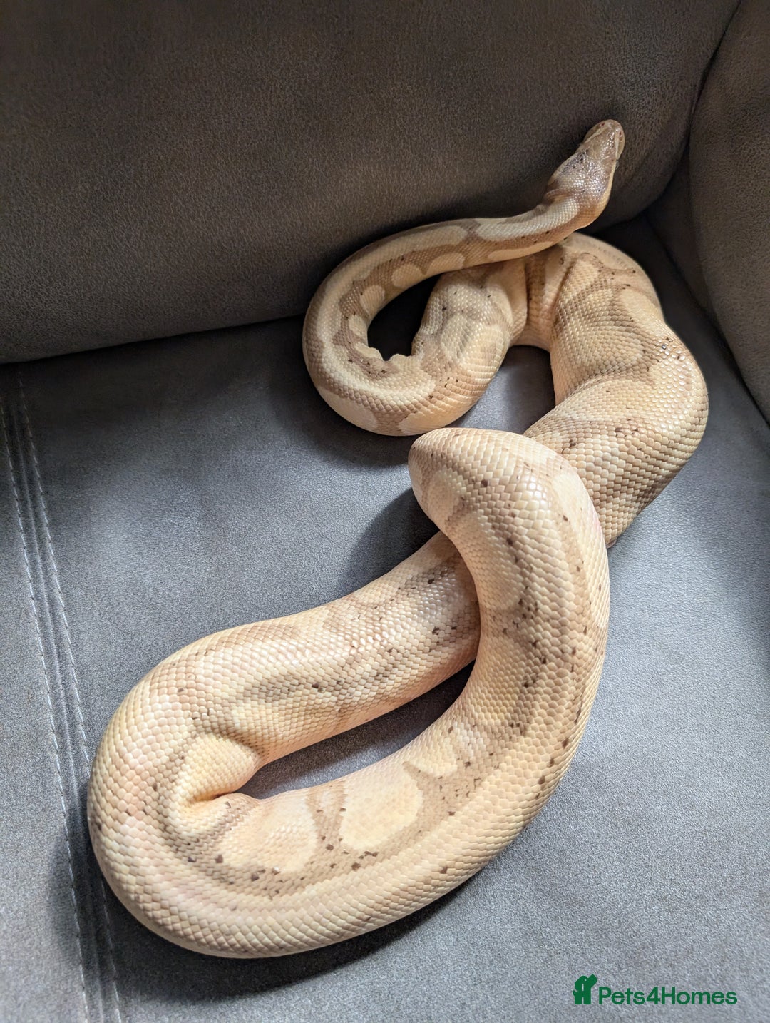 Python Snake reptiles for sale: Royal pyrhons  - Image 1