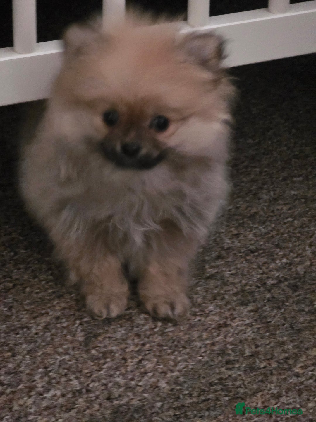 Pomeranian dogs for sale: Pomeranian - Advert 4