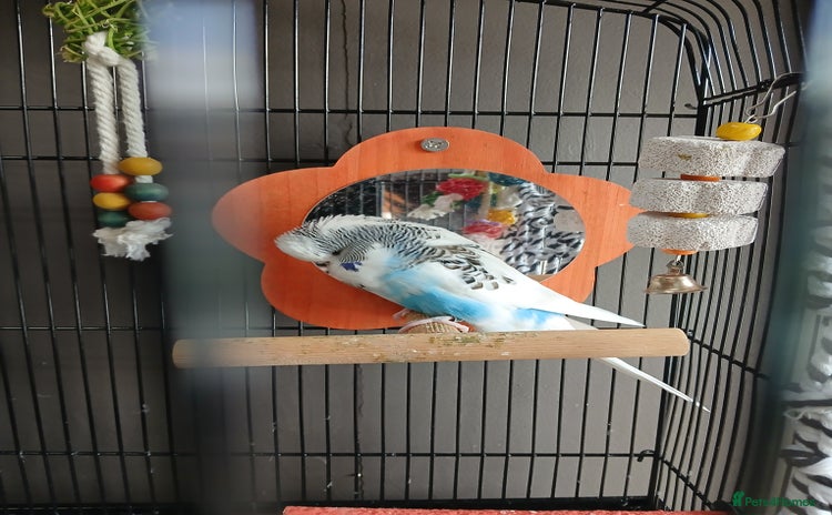 Budgerigars birds - Advert 1