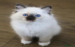 Ragdoll cats for sale: Ragdoll kitten  - Advert 2