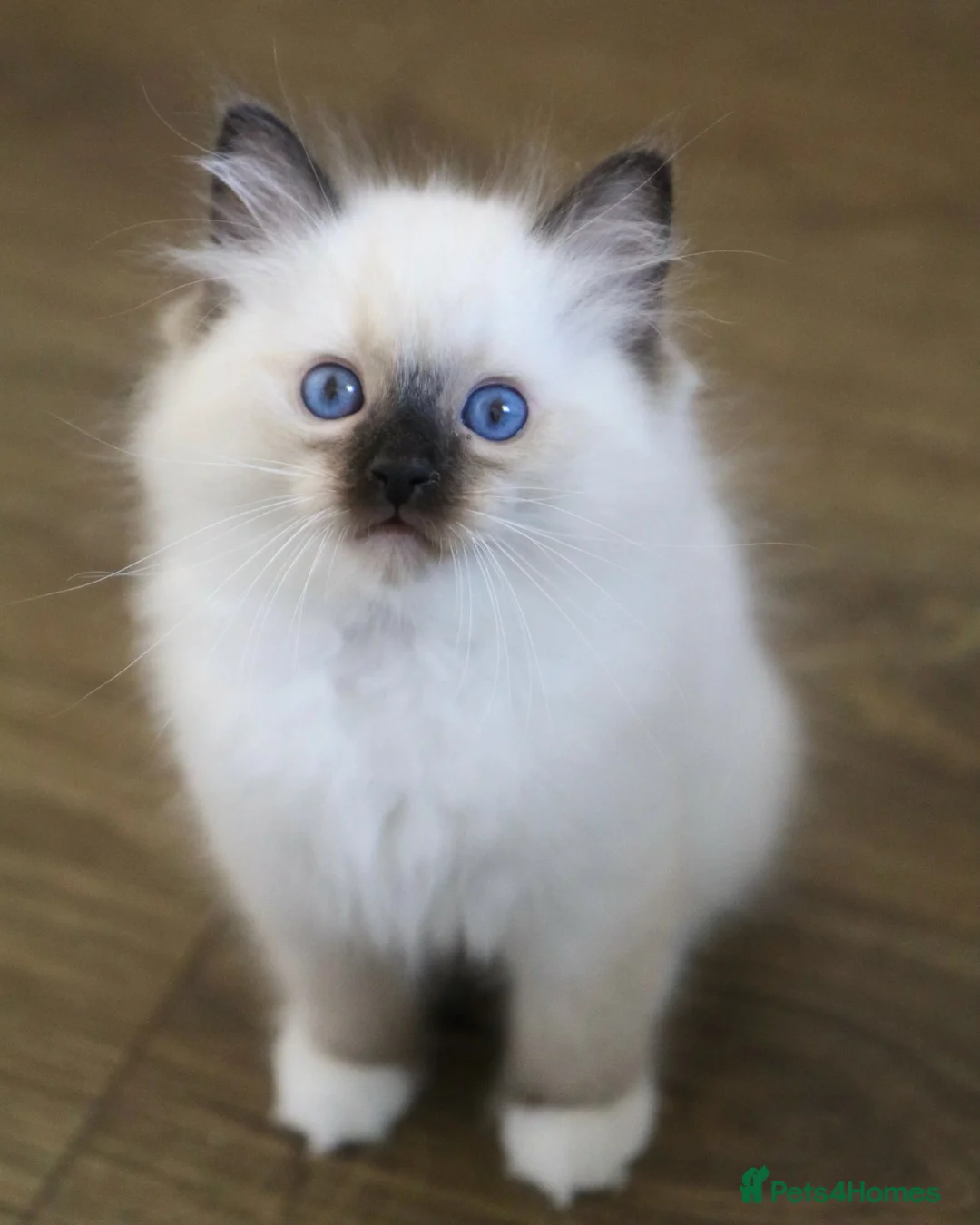 Ragdoll cats for sale: Ragdoll kitten  - Advert 2