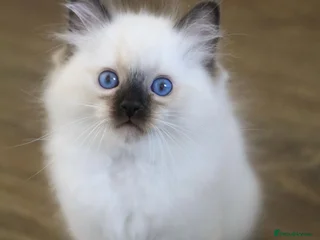 Ragdoll cats for sale: Ragdoll kitten - Advert 1