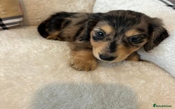 Dachshund dogs for sale: Dachshund long haired miniature - Image 8