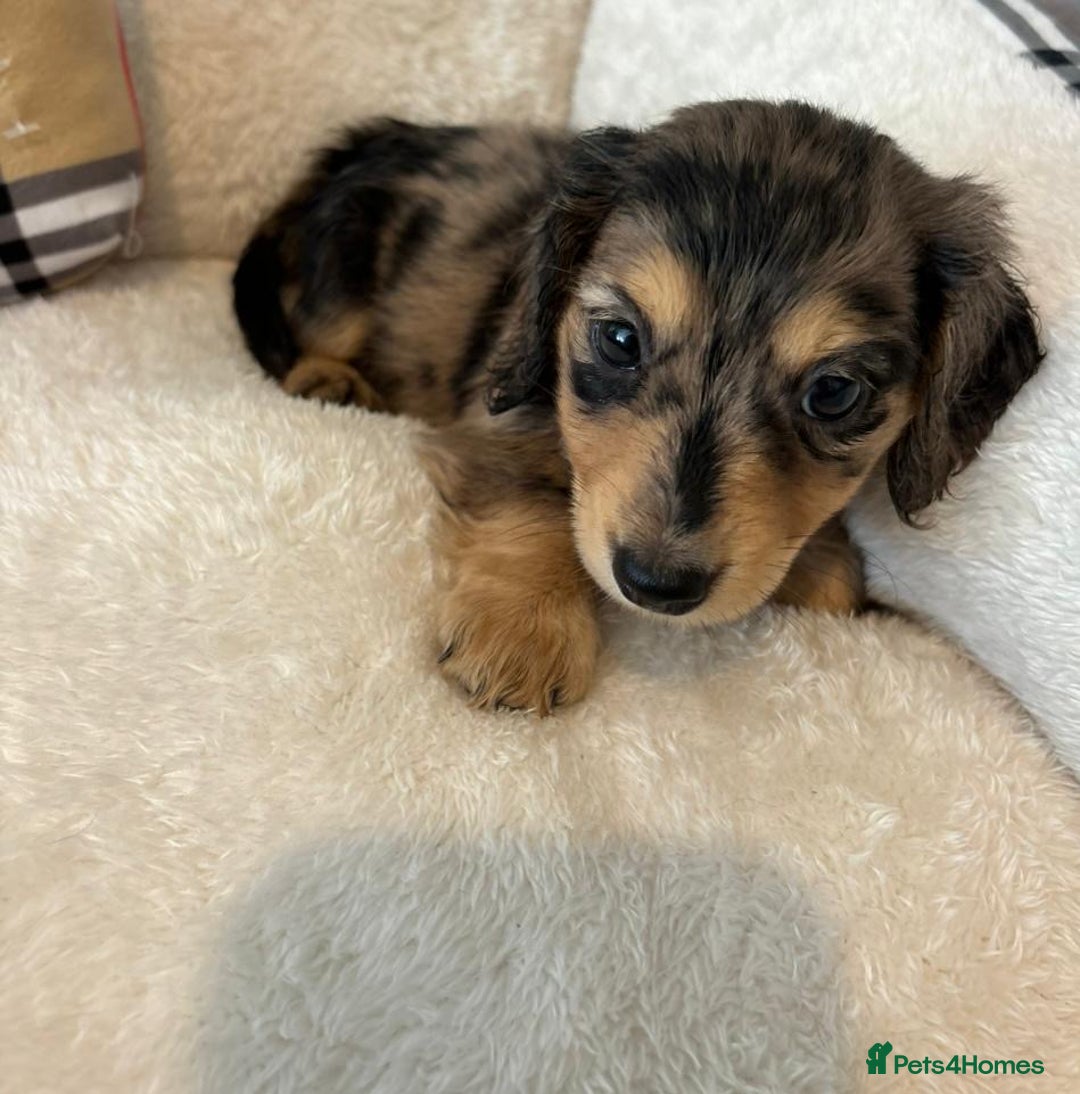 Dachshund dogs for sale: Dachshund long haired miniature - Image 8
