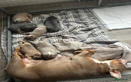 Mixed Breed dogs for sale: English bulldogs  - Advert 27