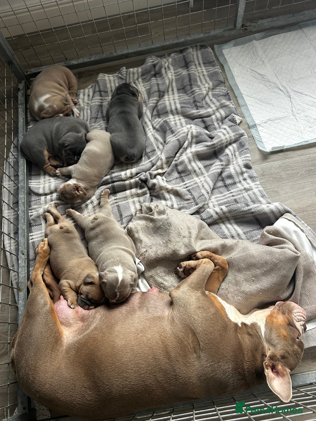 Mixed Breed dogs for sale: English bulldogs  - Advert 27