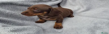Miniature Dachshund 4