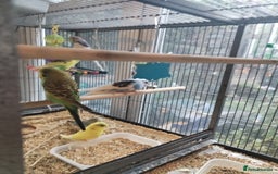 Budgerigars birds for sale: Beautiful baby budgies  - Image 10