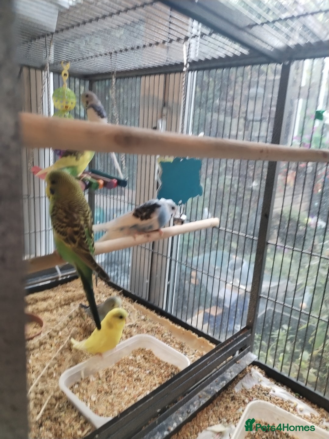 Budgerigars birds for sale: Beautiful baby budgies  - Image 10