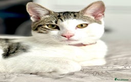 Mixed Breed cats for sale: Cats both for sale together  - Image 2