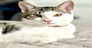 Mixed Breed cats - Advert 4