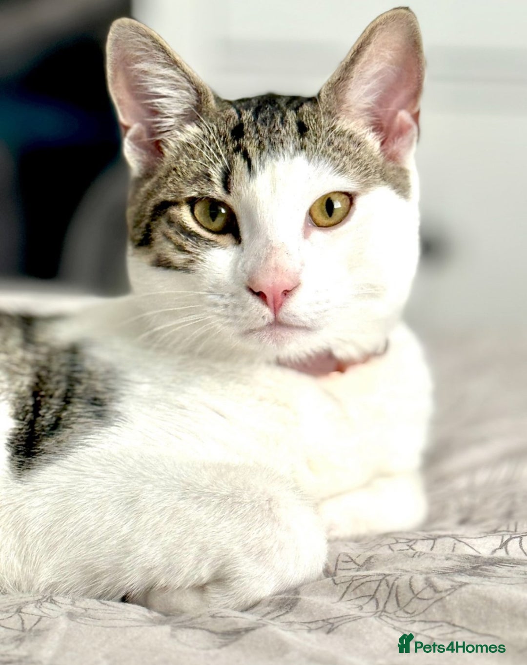 Mixed Breed cats for sale: Cats both for sale together  - Image 2