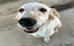 Mixed Breed dogs for adoption: Roo (Spaniel/Setter mix) - Image 5