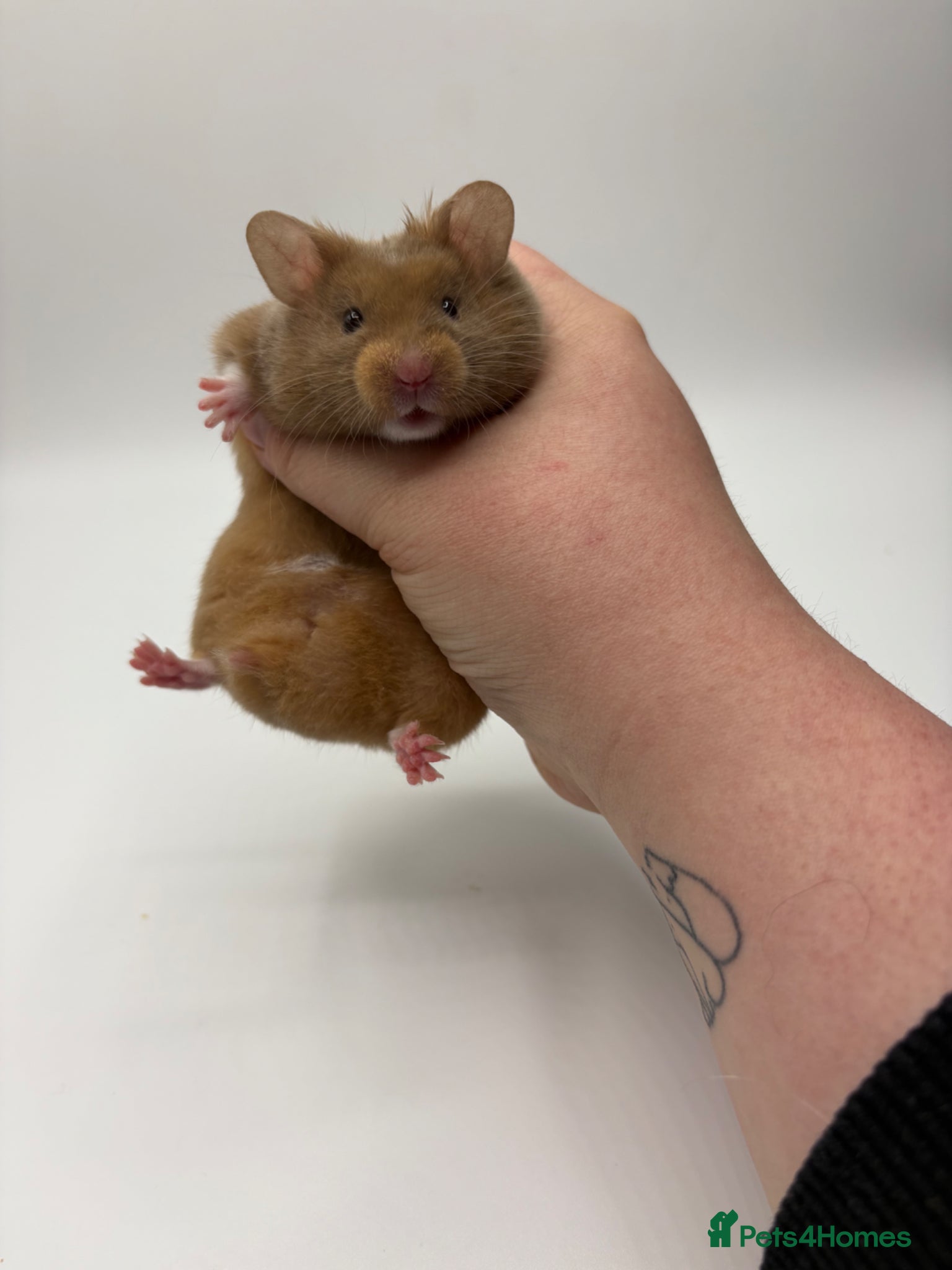 Hamster rodents Pedigree Syrian hamster pups - Advert 16