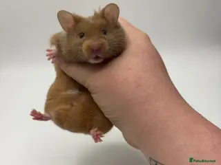 Hamster rodents Pedigree Syrian hamster pups - Advert 16