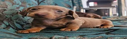 Miniature Dachshund dogs for sale: Miniature dachshund - Advert 10