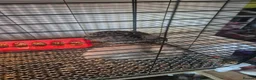 Quail poultry for sale: Mixed quail  in Newton-le-Willows - Advert 2