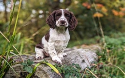 Cocker Spaniel dogs for sale: Beautiful Cocker Spaniel Puppy - Image 17