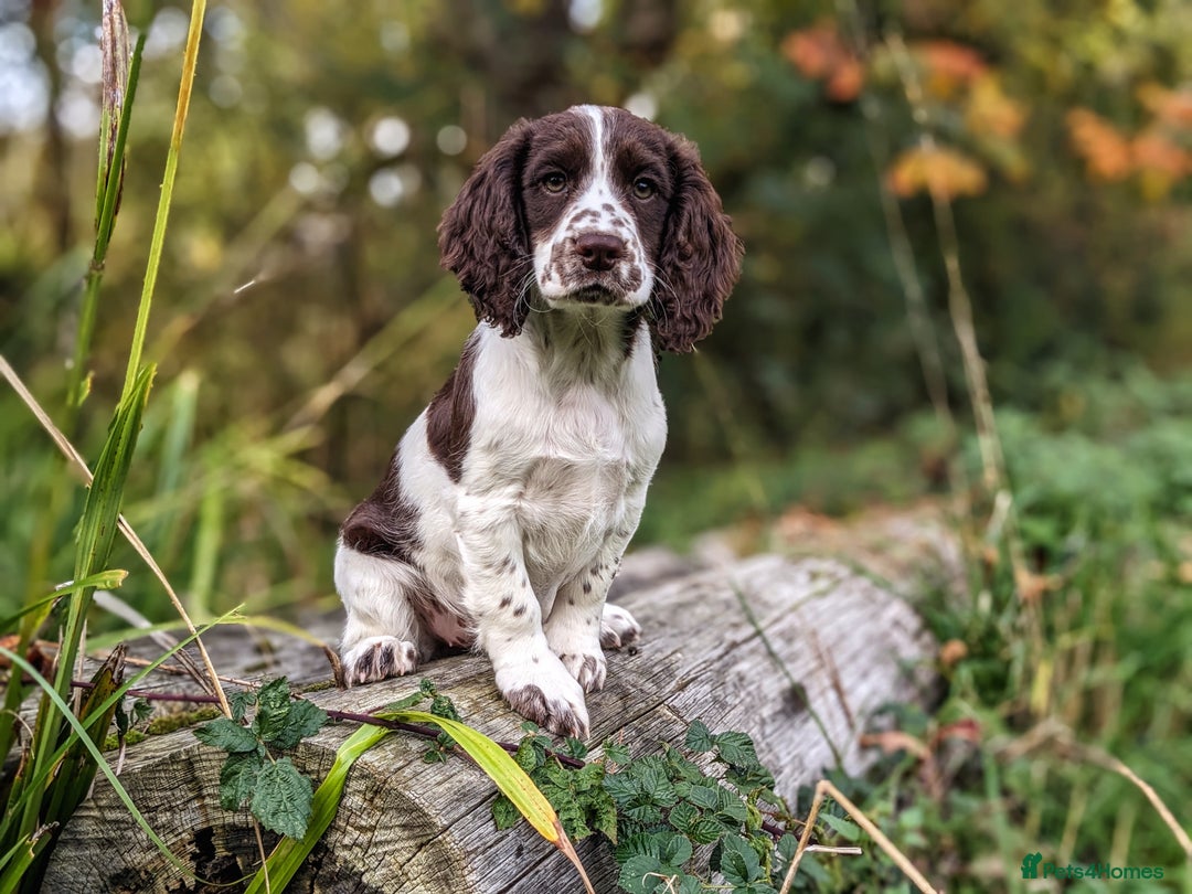 Cocker Spaniel dogs for sale: Beautiful Cocker Spaniel Puppy - Image 17