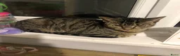 Mixed Breed cats for sale: Family of 3 beautiful cats.  in Felixstowe - Advert 10