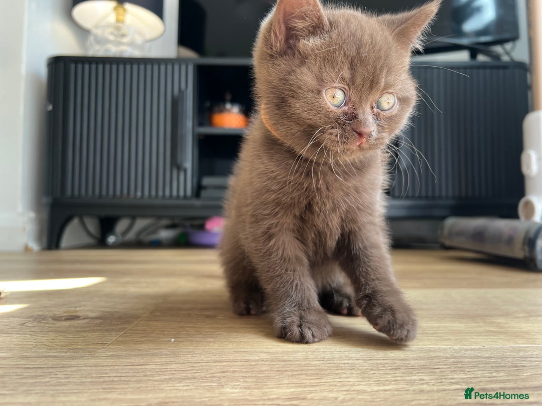 British Shorthair cats for sale: British shorthair kittens - Image 11