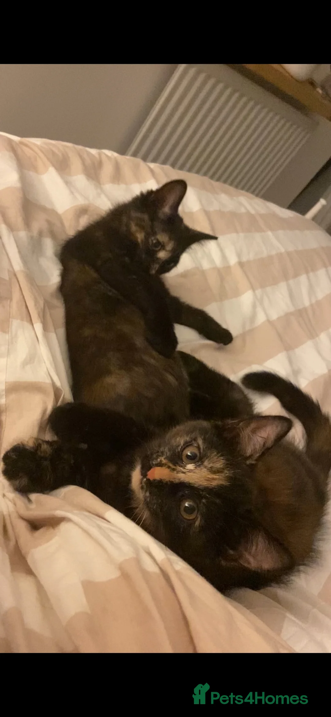 Mixed Breed cats for sale: Two little girls for sale  - Advert 2