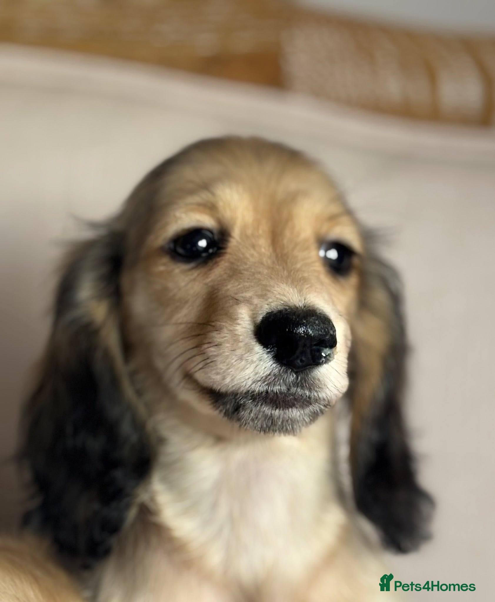 Miniature Dachshund dogs PRA clear 🐶KC miniature Long haired Dachshunds 🐶 - Advert 1