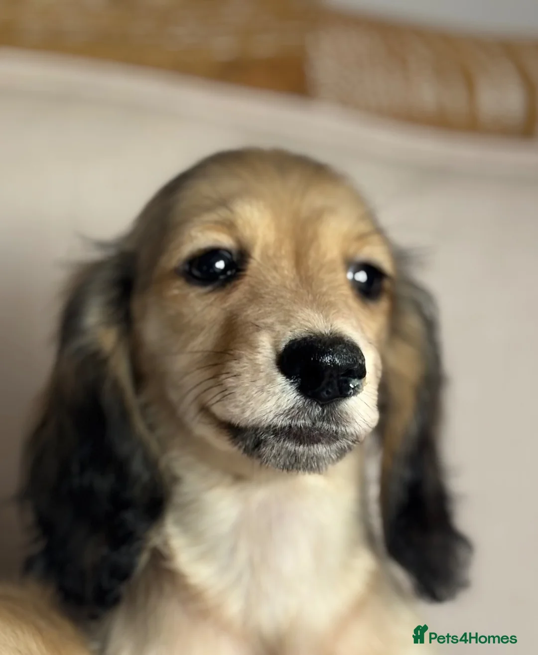 Miniature Dachshund dogs for sale: PRA clear 🐶KC miniature Long haired Dachshunds 🐶 - Advert 11