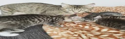 Mixed Breed cats for sale: 3 beautiful long haired kittens  - Advert 7
