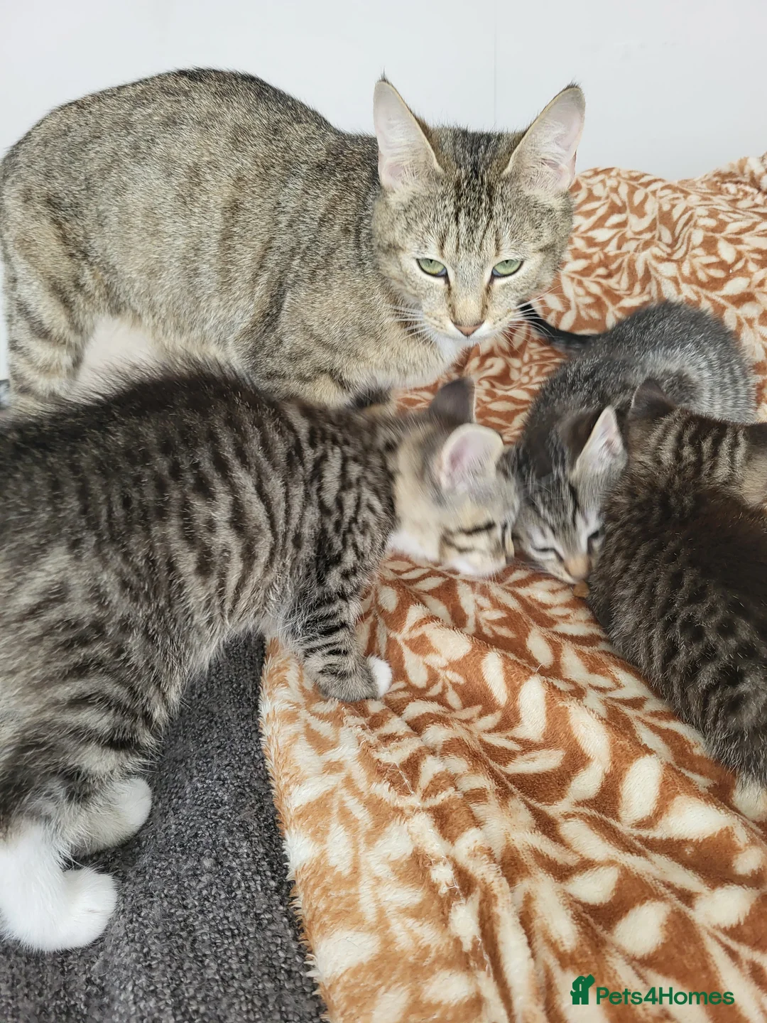 Mixed Breed cats for sale: 3 beautiful long haired kittens  - Advert 7