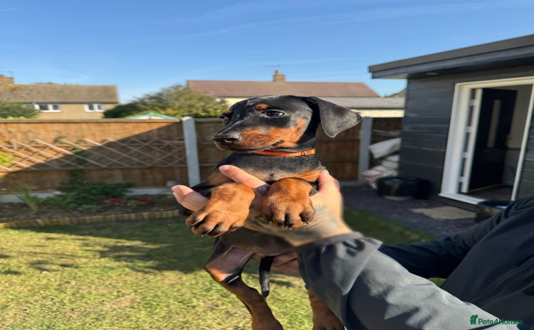 Dobermann dogs - Advert 1