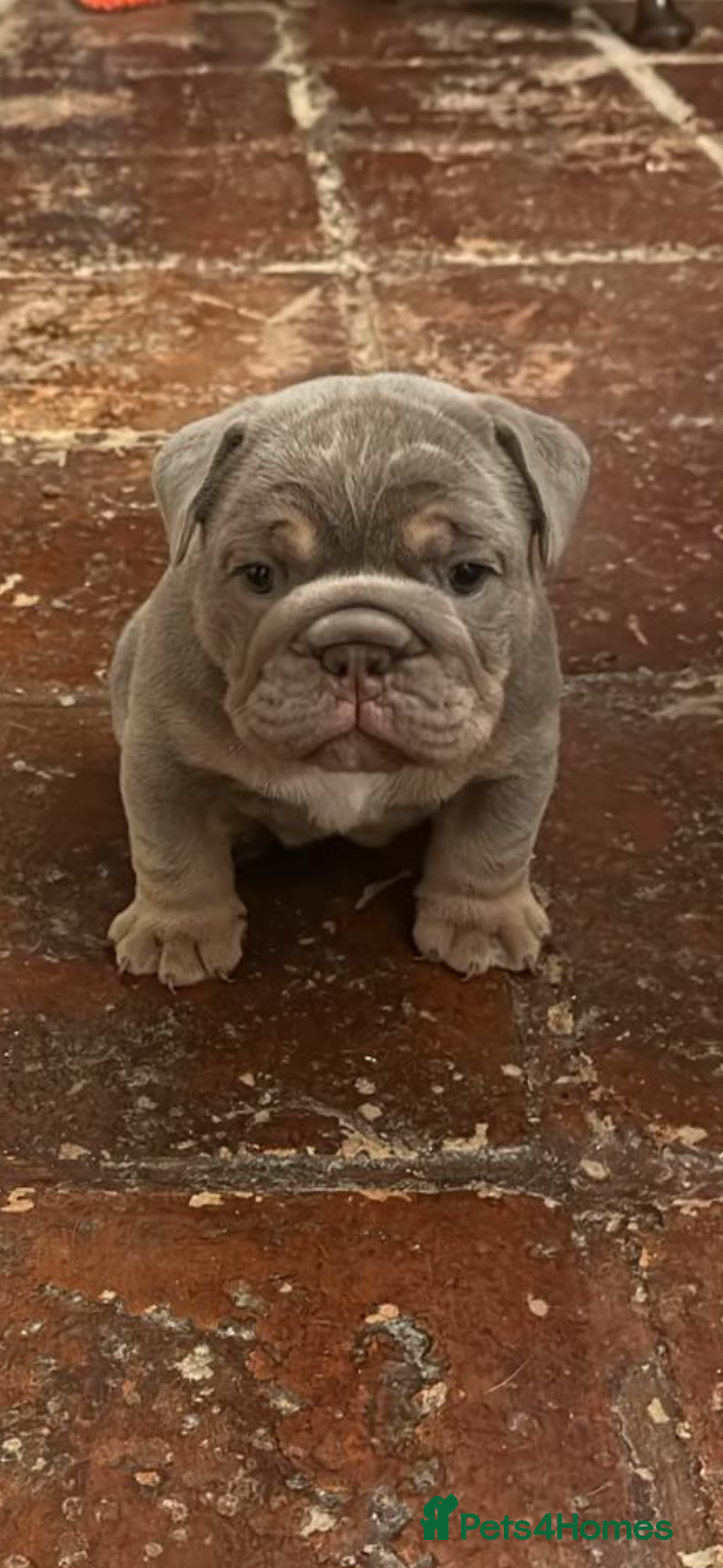 English Bulldog dogs for sale: English bulldogs  - Image 9