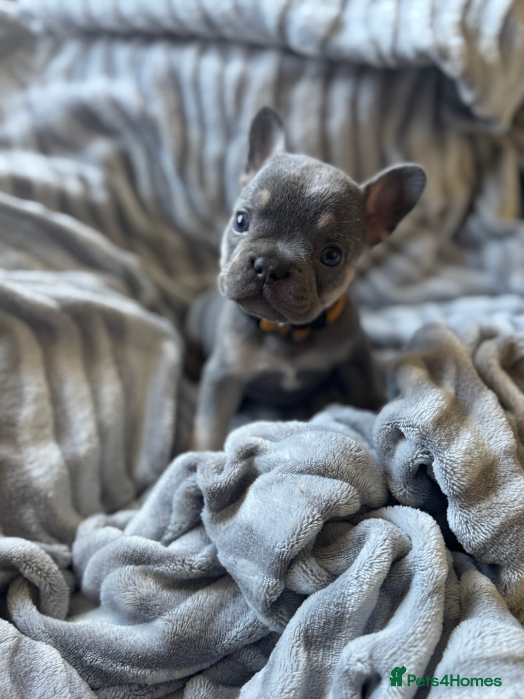French Bulldog dogs for sale: French bulldog puppies - Image 17