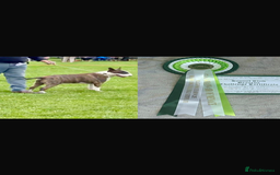Bull Terrier dogs for sale: English Bull Terrier pups - Image 10