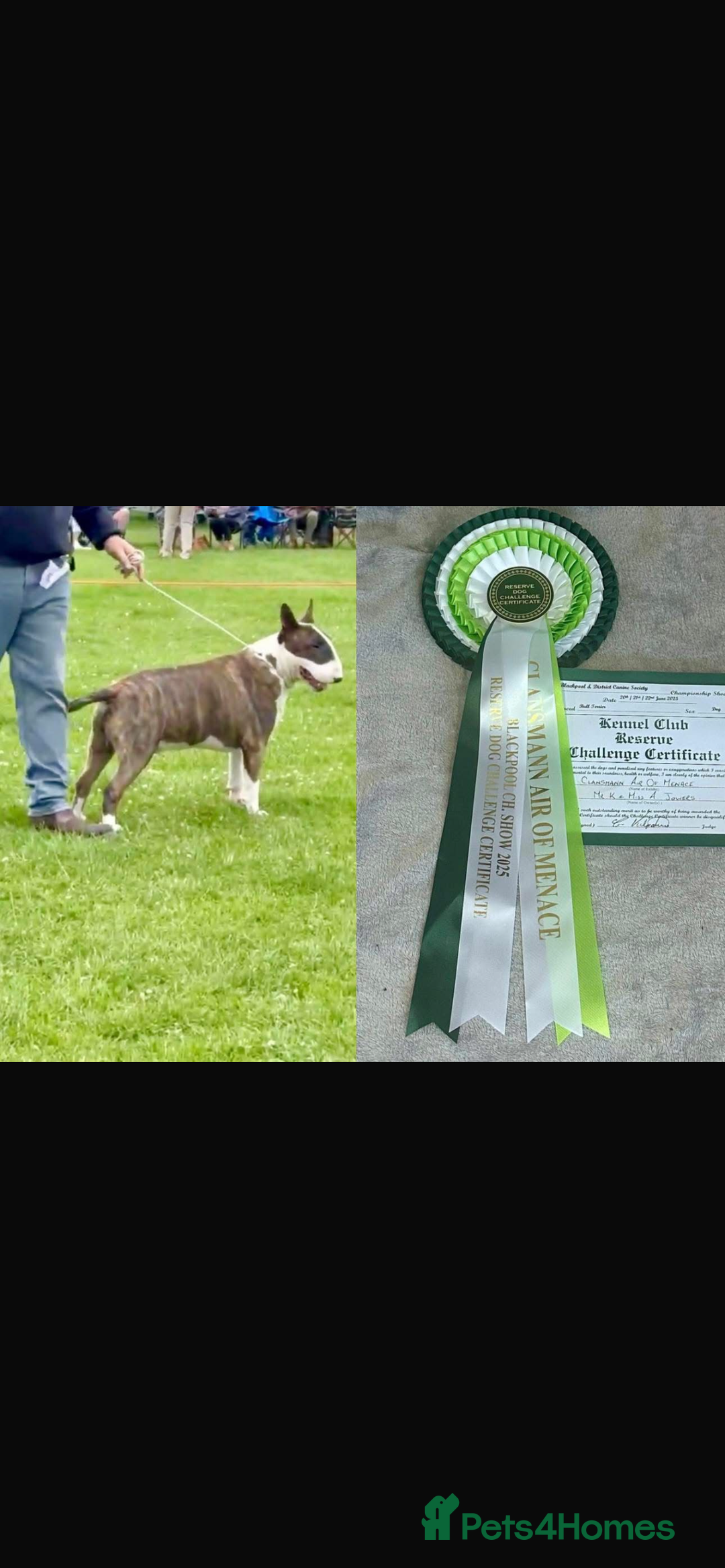 Bull Terrier dogs for sale: English Bull Terrier pups - Image 10
