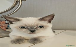 Scottish Fold cats for sale: 😻SF pedigree TICA 😸 BOTH for £1000😸 - Image 15