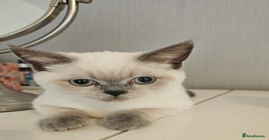 Scottish Fold cats - Advert 4