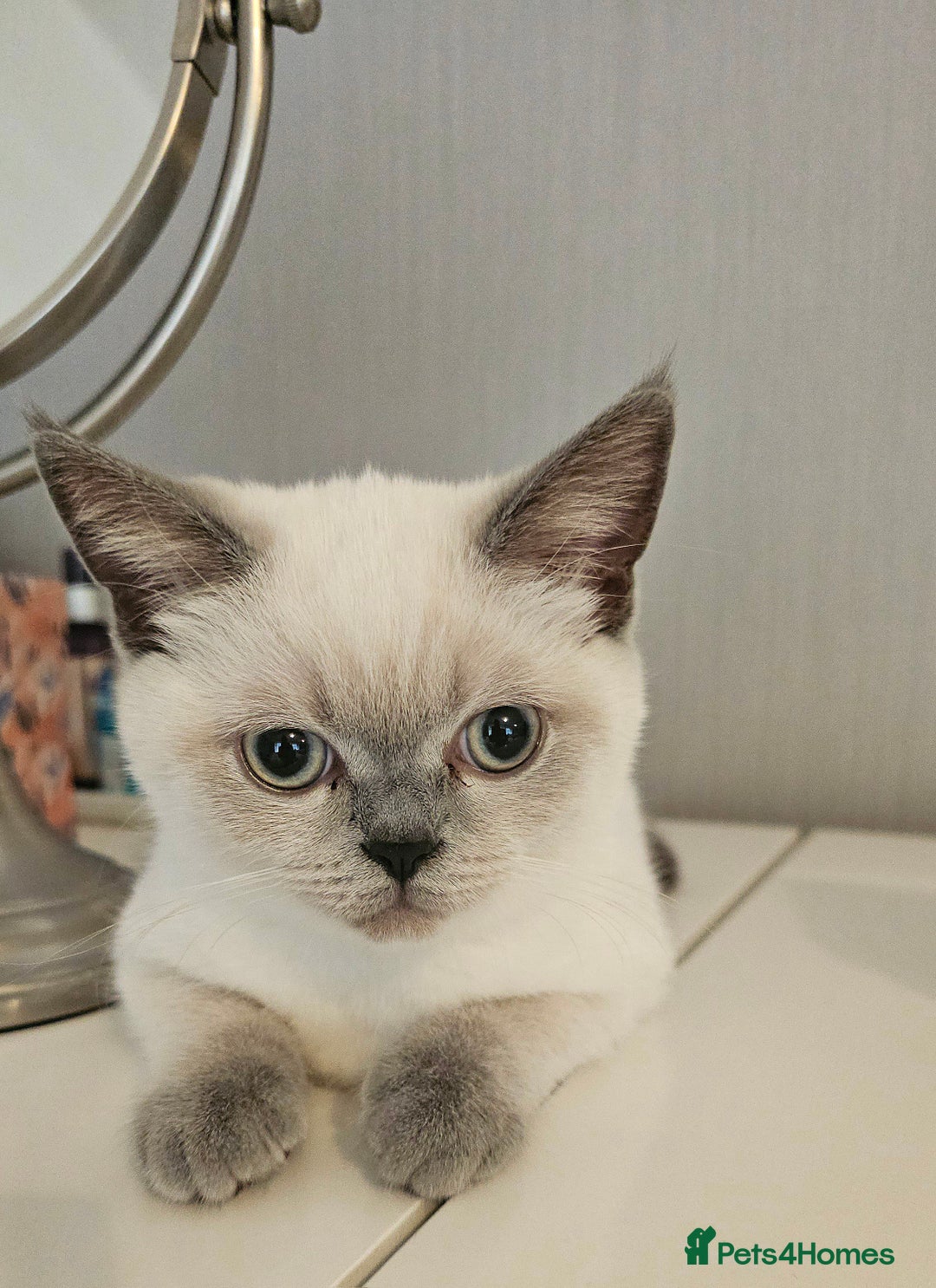 Scottish Fold cats for sale: 😻SF pedigree TICA 😸 BOTH for £1000😸 - Image 15