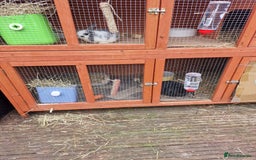 Mini Lop rabbits for sale: Minilop  - Advert 2