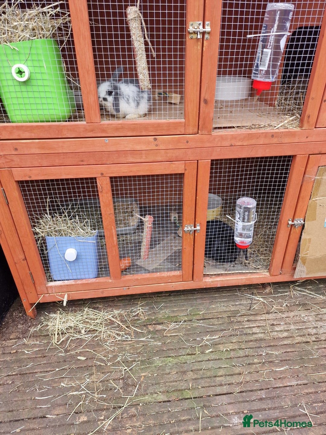 Mini Lop rabbits for sale: Minilop  - Advert 2