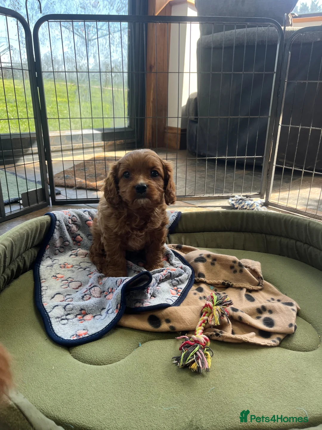 Cavapoo dogs for sale: Beautiful cavapoo puppy  - Advert 1