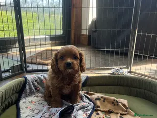 Cavapoo dogs Beautiful cavapoo puppy - Advert 1